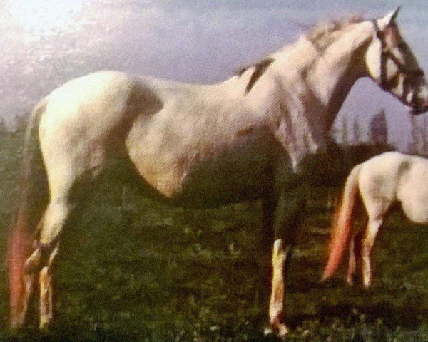 broodmare Laranja II (Lusitano, 1969, from Bailador)