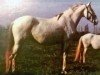 broodmare Laranja II (Lusitano, 1969, from Bailador)