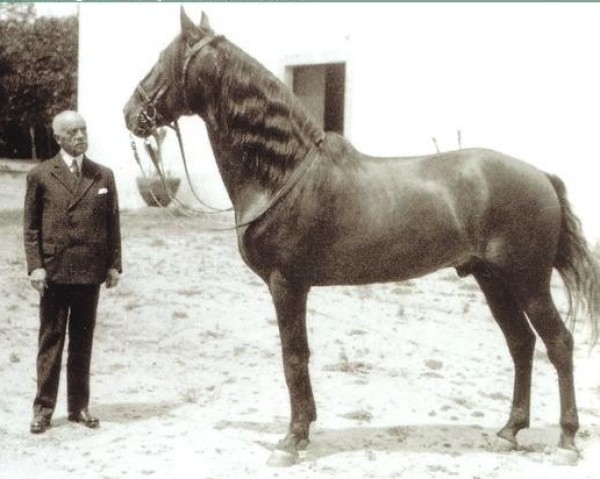 stallion Lusitano (Lusitano, 1940, from Agareno)