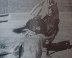 Deckhengst Ribatejo (Lusitano, 1949, von Lusitano)