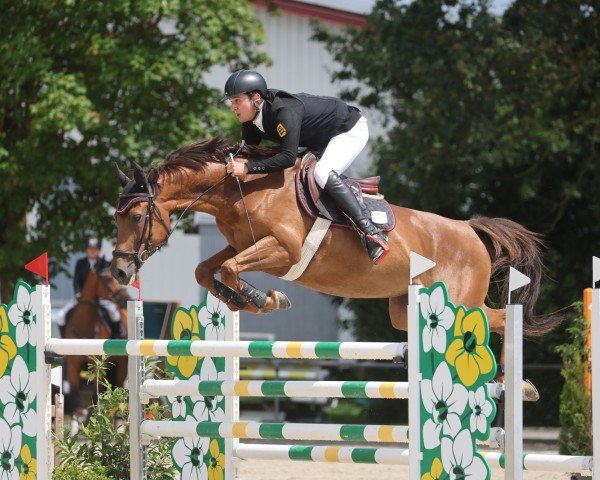 broodmare Open Heart (German Sport Horse, 2015, from Ciaco's Son S)