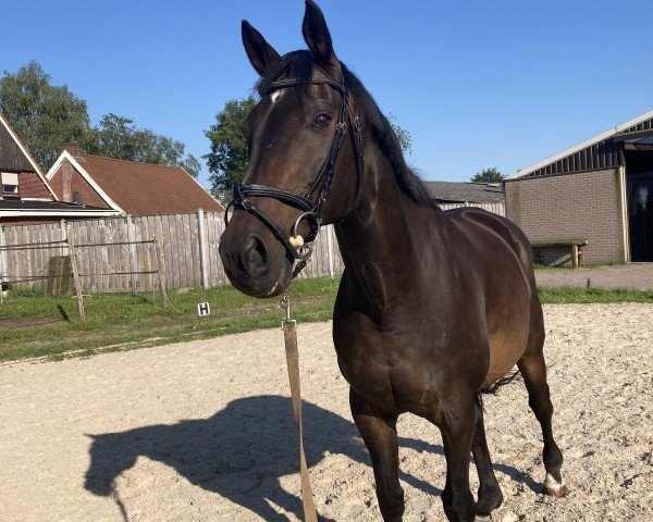 dressage horse Hengst von Gribaldi (Trakehner, 2006, from Gribaldi)