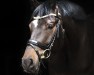 dressage horse George Clooney 15 (German Sport Horse, 2014, from Grey Flanell)