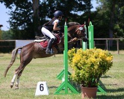 dressage horse Cesare 9 (unknown, 2006)