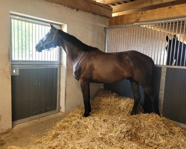 dressage horse Giorgio Corleone (Trakehner, 2019, from Dürrenmatt (ex Domino))