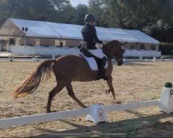 dressage horse Doppelpunkt 3 (German Riding Pony, 2020, from Dallmayr K)