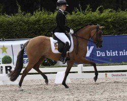 dressage horse Gründleinshofs Cosmolina (German Riding Pony, 2021, from Cosmopolitan NRW)