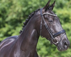 dressage horse Enzo Ferrari (KWPN (Royal Dutch Sporthorse), 2009, from Glock's Johnson Tn)