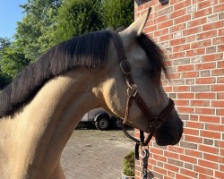 Dressurpferd Dancing Bonny (Deutsches Reitpony, 2021, von D-Gold AT NRW)