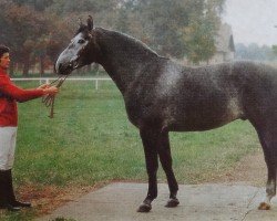 Pferd Ajax (Edles Warmblut, 1980, von Alexander 2608)