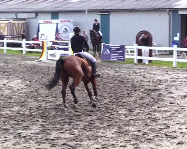 Reitturnier Mildstedt - Jumping Team Nord 2024