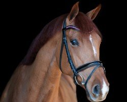 dressage horse Zackerynoss (Oldenburg, 2016, from Zack)