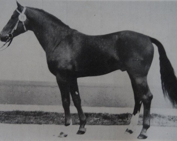 stallion Adler 3406 (Saxony-Anhaltiner, 1977, from Adept 2602)