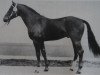 stallion Adler (Saxony-Anhaltiner, 1977, from Adept)