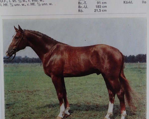 Deckhengst Akrundos (Edles Warmblut, 1983, von Adler)