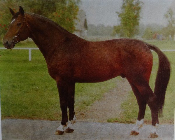 Deckhengst Alexus I (Brandenburger, 1981, von Alexander)