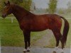 stallion Alexus I (Brandenburg, 1981, from Alexander)