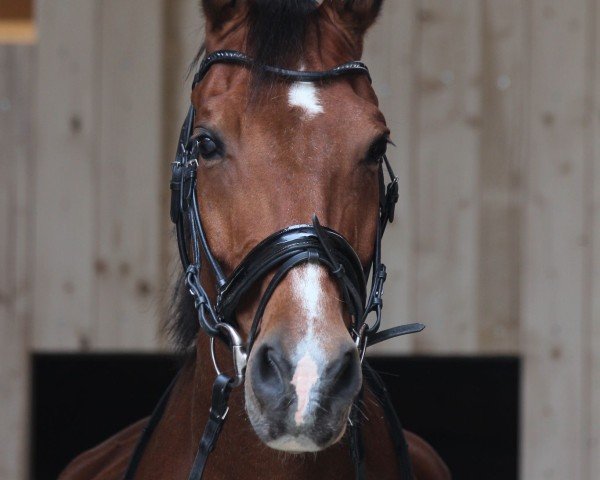 horse Claudius (German Sport Horse, 2008, from Claudio's Son)