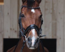 Pferd Claudius (Deutsches Sportpferd, 2008, von Claudio's Son)