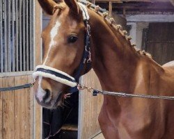 dressage horse Rubin Cavally (German Sport Horse, 2020, from Roberto Cavally)