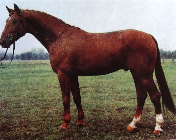 stallion Dynamit (Noble Warmblood, 1983, from Dialektiker)