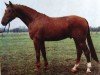 stallion Dynamit (Noble Warmblood, 1983, from Dialektiker)