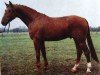 stallion Dynamit 1450 (Noble Warmblood, 1983, from Dialektiker 3347)