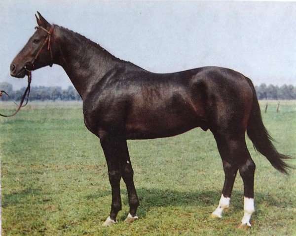 stallion Elkadi (Trakehner, 1983, from Trafaret)