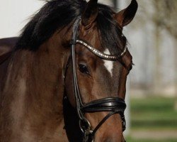 dressage horse Godewind CH (Holsteiner, 2020, from Goldball)