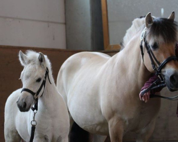 foal by Stüv's Joe (Fjord Horse, 2024, from Jofin Højmark)