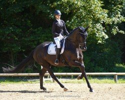 dressage horse Lieber Scholli (Hanoverian, 2018, from Livaldon)