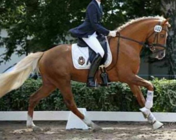 dressage horse New Wonder (German Riding Pony, 2008, from Night Dream)