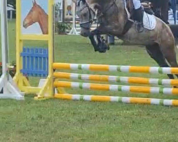 dressage horse Maraile (German Riding Pony, 2019, from Bon Jovi)