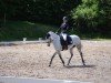 dressage horse Black Lily (Irish horse, 2013, from Classiebawn Black Jack)