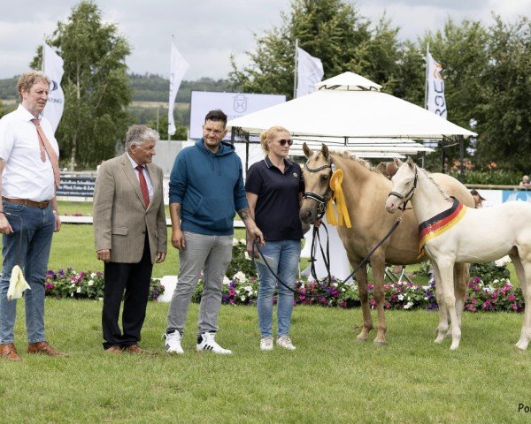 dressage horse Giant Snowflake MW (German Riding Pony, 2023, from Gold Garant)