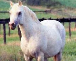 Deckhengst Kirby Cane Statecraft (Welsh Pony (Sek.B), 1963, von Kirby Cane Juggler)