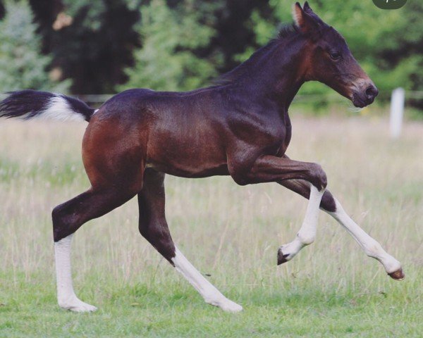 jumper Swish and Flick (Pinto / Small Riding Horse, 2017, from Celebration AS)