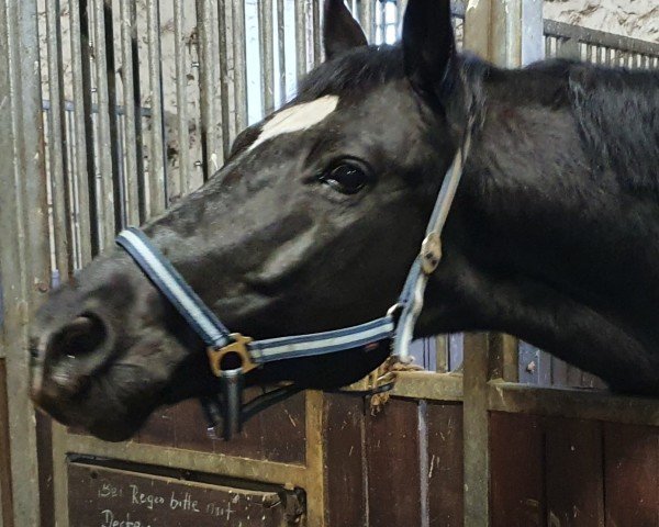 horse Roccoco 5 (German Sport Horse, 2003, from Ron William)