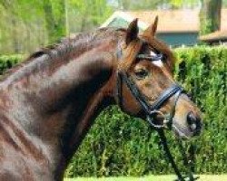 Deckhengst Oosteinds Ricky (Nederlands Welsh Ridepony, 1993, von Anjershof Rocky)