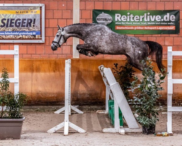 jumper Blanco Belvedere (Holsteiner, 2019, from Balou du Rouet)