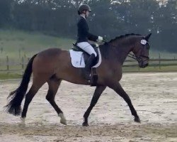 dressage horse Bellino S (Westphalian, 2014, from Balous Diamond)