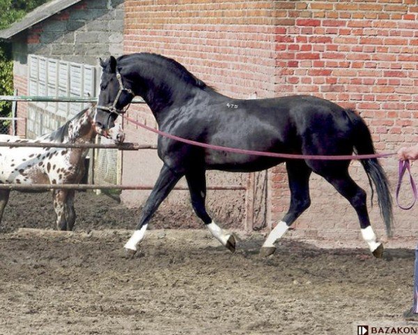 stallion Rumianek (Great Poland (wielkopolska), 1998, from Orkisz)