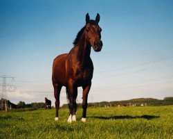 Pferd Hasley (KWPN (Niederländisches Warmblut), 1989, von Nimb ox)