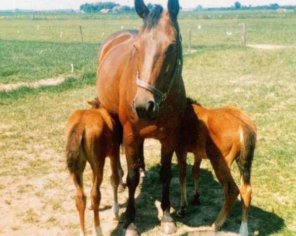 broodmare Anita 82.7018 (KWPN (Royal Dutch Sporthorse), 1982, from Stuyvesant xx)