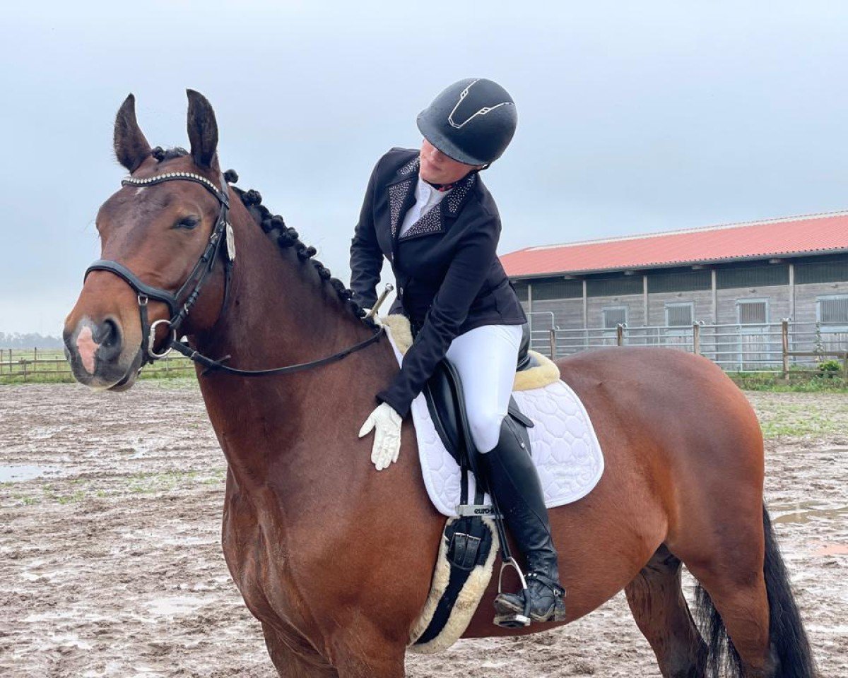 dressage horse Eros 202 (Heavy Warmblood, 2016)