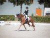 dressage horse het Geronimo (German Riding Pony, 2017, from Gandalf)