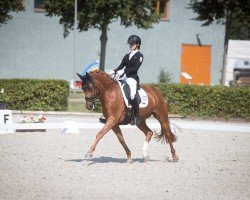 dressage horse het Geronimo (German Riding Pony, 2017, from Gandalf)