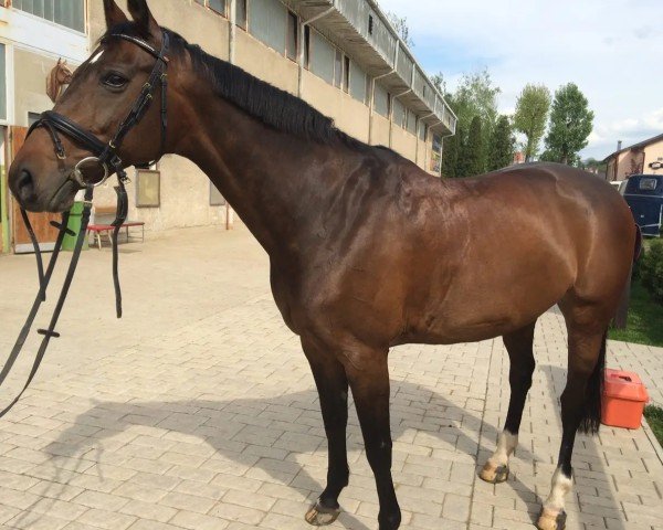 broodmare Michelle (Czech Warmblood, 2000, from Grand Step)