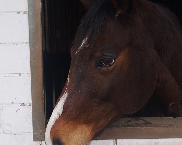 Zuchtstute Enjoy TB (Deutsches Reitpferd, 2010, von Contract)