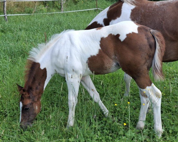 horse Monty (Paint Horse, 2024)